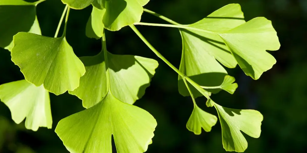ginkgo-heilpflanze-tebofortin-gedaechtnis-vergesslichkeit