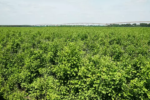 plantation-de-ginkgo-schwabe-pharma-suisse