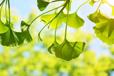 phytotherapie-schwabe-pharma-schweiz
