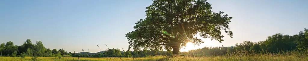 Schwabe Pharma - From nature. For health.