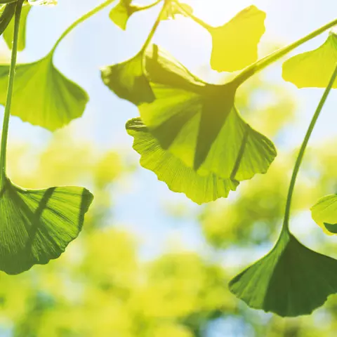 Ginkgo Blätter im Sonnenlicht