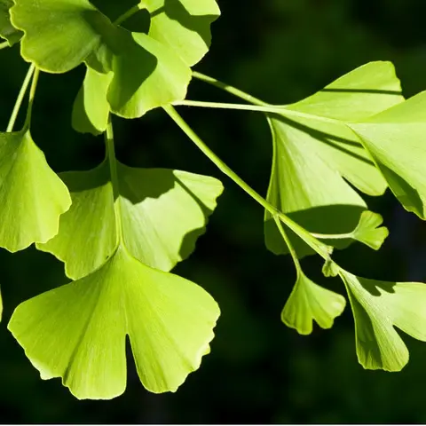 ginkgo-heilpflanze-tebofortin-gedaechtnis-vergesslichkeit
