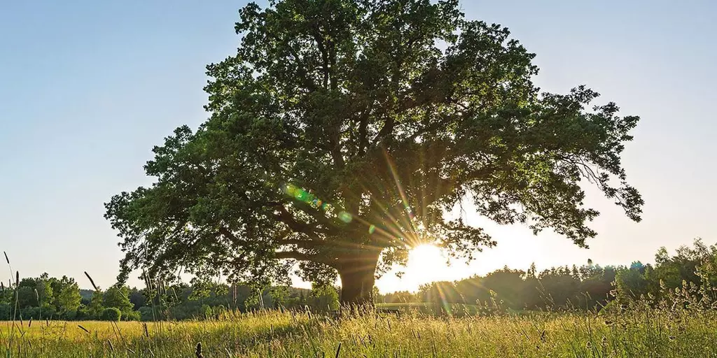 Schwabe Pharma Baum auf grüner Wiese