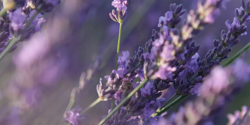 lavendel-heilpflanze-lasea