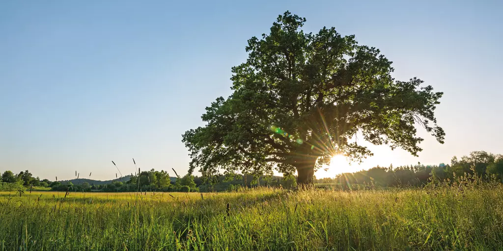 Schwabe Pharma - From nature. For health.