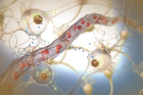 circulation sanguine-oubli-perte de concentration-tebofortin-schwabe