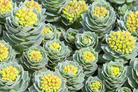 rosier-vitanelle-effet-plante-médicinale-stress