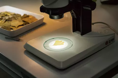 phytopharmaka-pflanzliche-arzneimittel-schwabe-pharma