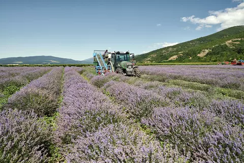 Lavendelfeld - Plantage der Schwabe Pharma