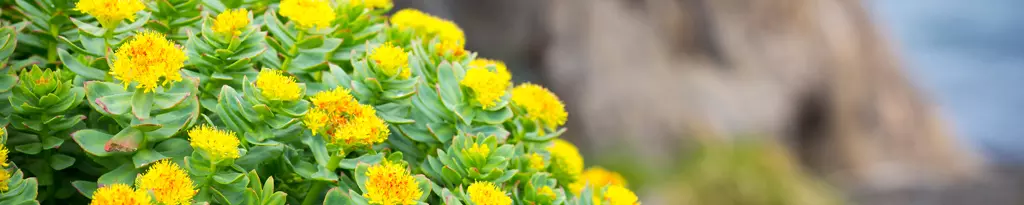 rosier-vitanelle-effet-plante-médicinale-stress