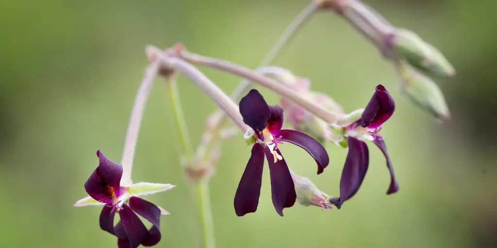 Pelargonium