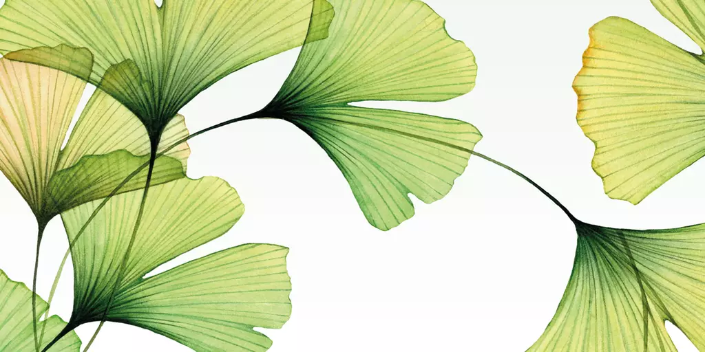 Ginkgo Blätter