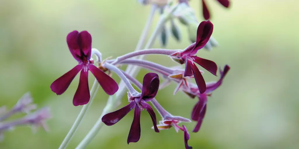 Pelargonium sidoides - Wurzelkraft gegen Erkältung und Bronchitis