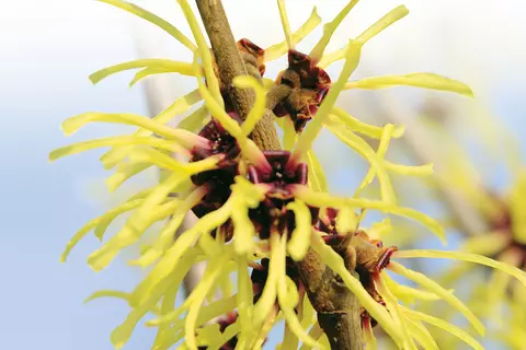 hamamélis-plante médicinale-hametum-peau